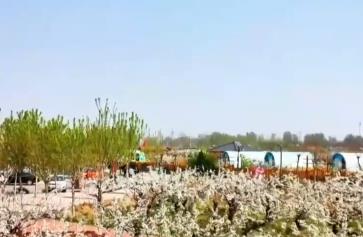 “賞花+”鏈接多元消費(fèi)新場(chǎng)景 生態(tài)“顏值”成為鄉(xiāng)村振興“美麗引擎”