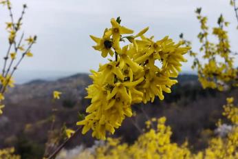 借智引力再提速“中國連翹之鄉(xiāng)”安澤擘畫全產(chǎn)業(yè)鏈新圖景