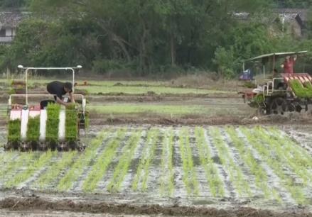 大江南北農(nóng)耕忙 新技術(shù)、新模式護(hù)航增產(chǎn)增收