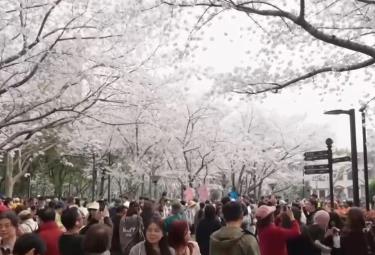 “流動(dòng)的風(fēng)景線”串聯(lián)多元消費(fèi)業(yè)態(tài) “追花人”奔赴一場(chǎng)“春之約”