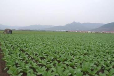 南充出臺五大舉措做強(qiáng)“中國冬菜之鄉(xiāng)”金字招牌