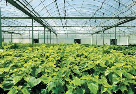 河南林木種苗高質(zhì)量發(fā)展成效穩(wěn)步顯現(xiàn)