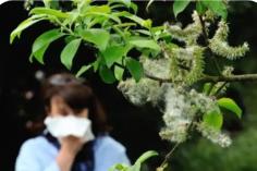 內(nèi)蒙古科學(xué)施策破解花粉過敏性鼻炎防治難題