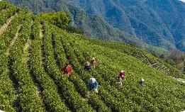 一片葉子“串起”全域品牌 浙江率先實(shí)現(xiàn)茶葉區(qū)域品牌設(shè)區(qū)市全覆蓋