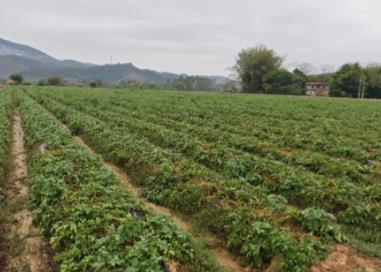 廣東實(shí)現(xiàn)馬鈴薯脫毒原種大田規(guī)?；瘮U(kuò)繁