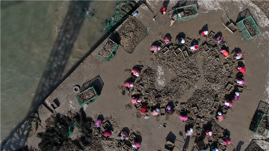 揭秘特殊女性群體：海邊“斧頭幫”，每天8小時(shí)手不離斧，砍出一噸多生蠔