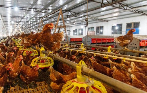 以當代溯源技術(shù)鑒別非籠養(yǎng)雞蛋