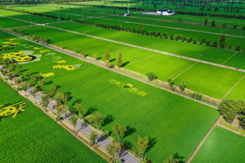 叮咚買菜訂單農(nóng)業(yè)大米“豐收節(jié)”上市 全年預(yù)計(jì)銷量達(dá)6萬噸