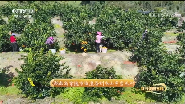  30分鐘！臨澧巖龍村和美橙登上央視 