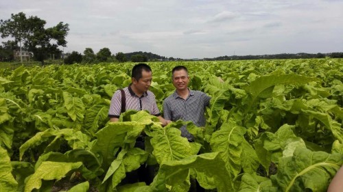  湖南衡陽(yáng)：守護(hù)煙農(nóng)幸福生活的“老黃?！?></a></div><!-- img end -->	<div   id=