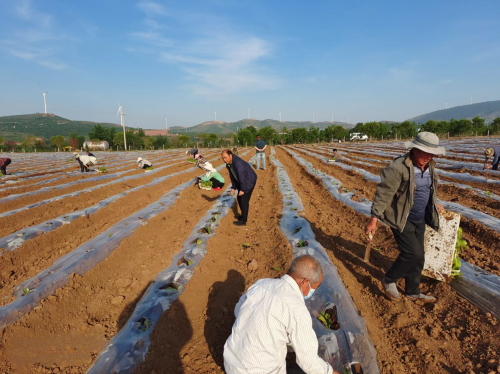 河南郟縣：防疫不松懈，耕種滿(mǎn)田疇