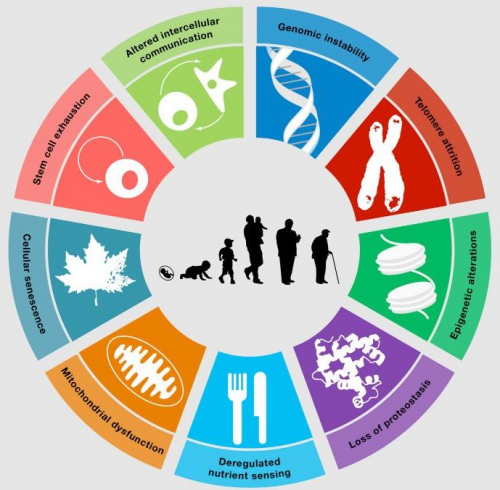 對話SRW科學(xué)家Greg：解碼細(xì)胞年齡，延伸健康長度