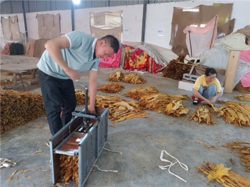 貴州省鳳岡縣煙草專賣局：煙葉收購設置“三桿秤”，稱出公正廉潔效益