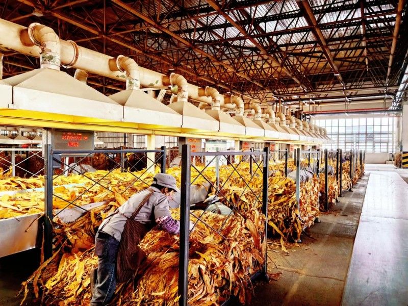 陸良復(fù)烤廠按下節(jié)后生產(chǎn)“加速鍵”