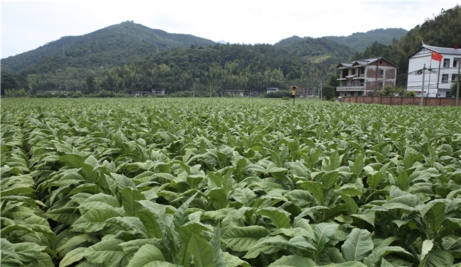 永安有個(gè)畬族鄉(xiāng) 綠水青山譜寫富農(nóng)新篇章