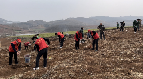 湖北宜城煙草：植樹(shù)造林 志愿先行