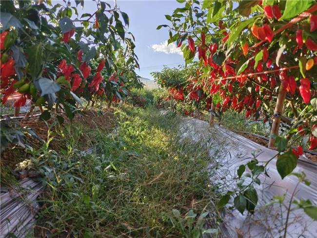 南華縣紅土坡鎮(zhèn)：“辣”出創(chuàng)新路  “椒”出致富果