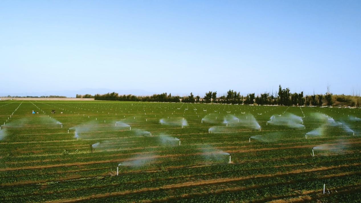 河邊的草地上描述已自動生成