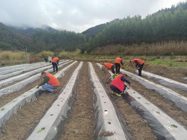 下沉煙田助春耕，黨員行動暖農(nóng)心