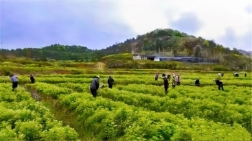 劉河鎮(zhèn)新鋪村：多措并舉，共繪美好環(huán)境與幸福生活新畫(huà)卷