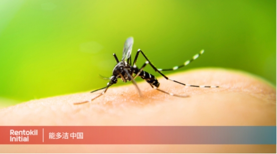 基孔肯雅熱疫情來襲，能多潔倡議家庭蚊蟲防制