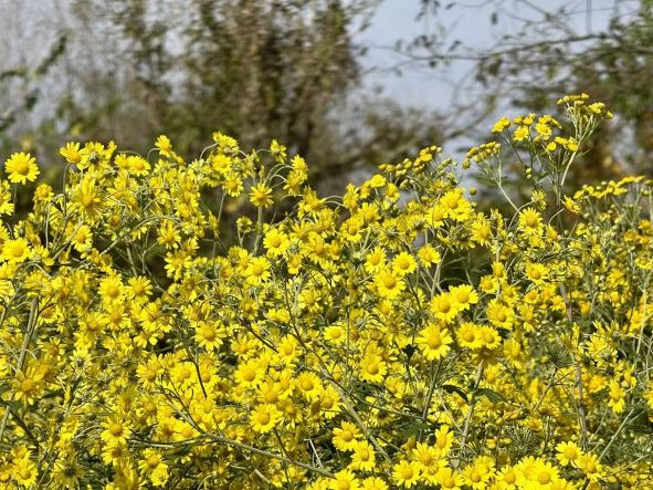 田間金黃，振興路上的生動符號